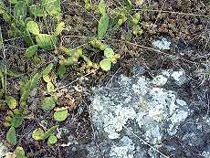 opuntia