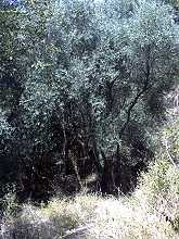 olivi