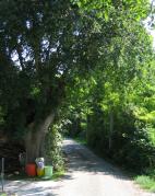 bagolaro