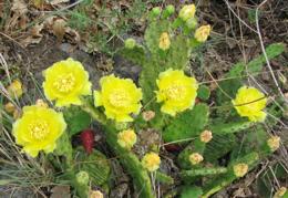opuntia