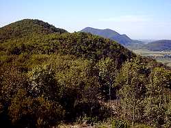 m. Spinefrasse